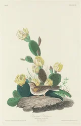 Escribano alirrojo, 1830